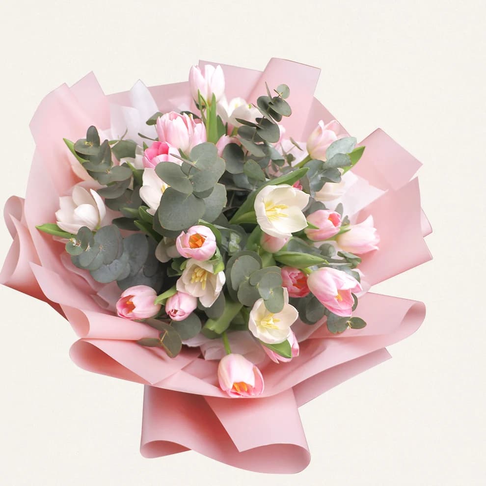 Tulipa